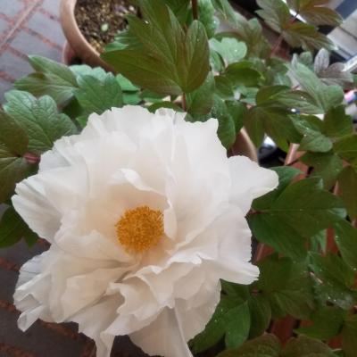 施設ご自慢の牡丹<br>