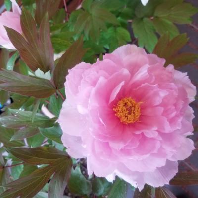 毎年咲いてくれてありがとう！<br>
