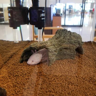 大きな水槽にお引越し。このトンネルがお気に入り♪<br>