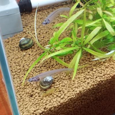 スケルトンのお魚グラスキャット。そしてなぜかシジミ。お味噌汁に入れないでね(笑)<br>