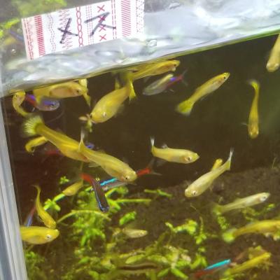 グッピーは増えて増えて大変なので、今は女子水槽、男子水槽に分かれています(笑)<br>