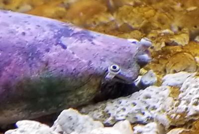 マガキガイ 目玉見える?<br>