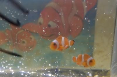 ニモ 小さくてオモチャみたい♪<br>