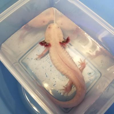 水槽掃除中なので、一旦タッパーに避難。ぎゅうぎゅうだわ。<br>