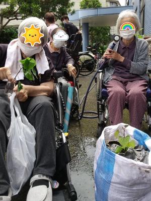 サツマイモも植えますよ~<br>