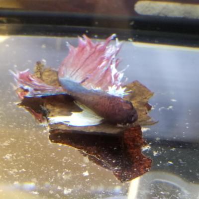 葉っぱのベッドがお気に入り♪<br>