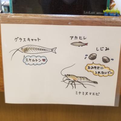 お魚たちをご紹介しています♪<br>