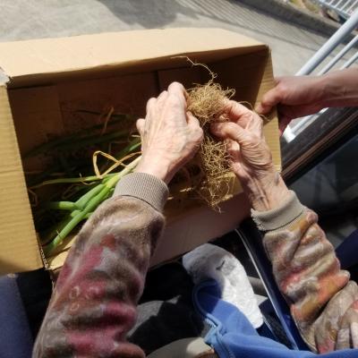 ネギも植えちゃいます♪<br>