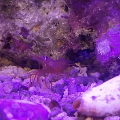 大きな赤いエビちゃんは、いつもダンスしています。注:甘エビではありません。(笑)<br>