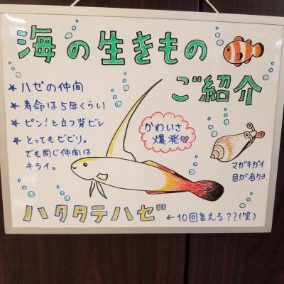 ハタタテハゼのご紹介です♪<br>
