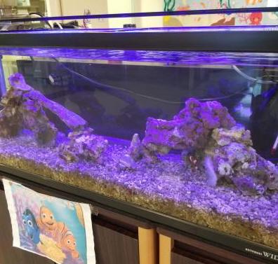 水槽という小さな世界ですが、毎日ドラマがあります。<br>