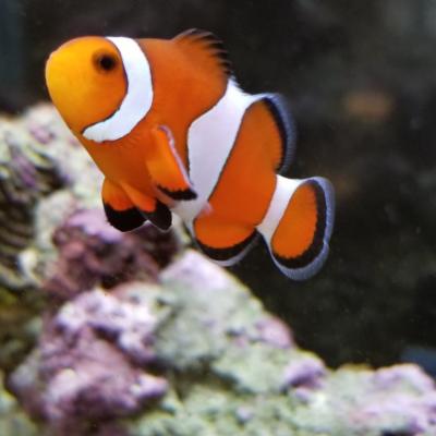 ニモちゃん、この水槽のボスになりつつあります。<br>