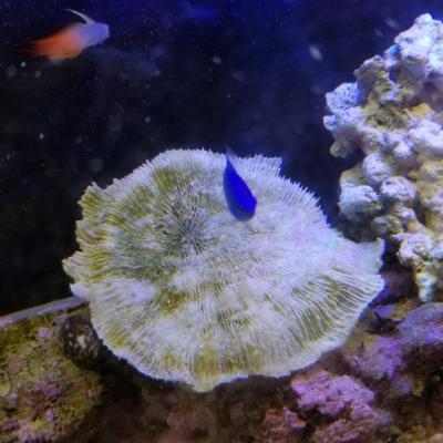 ルリスズメダイと、かろうじて映ったハタタテハゼ。謙虚すぎ。<br>