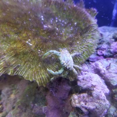 新顔のエメラルドグリーンクラブ。エメラルドでもグリーンでもないけど(笑)<br>