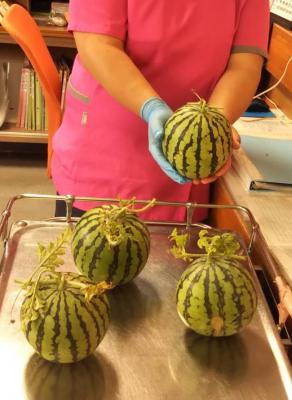 だいぶ小ぶりですが、自分たちで育てたスイカは可愛い♪<br>