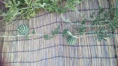 赤ちゃんスイカ、ちゃんと模様が！